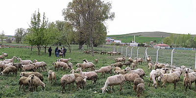 Besiciler: Devlet hibe desteğini doğru yaparsa, hayvansal üretim artar