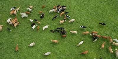 Besilik hayvan ithalatına ilişkin başvurular ileri bir tarihe ertelendi