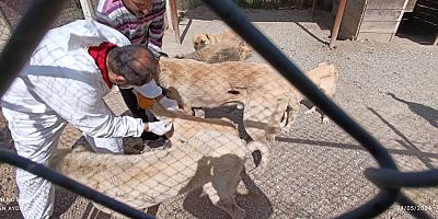 Bismil’de kurulan sokak hayvanları birimi çalışmalara başladı