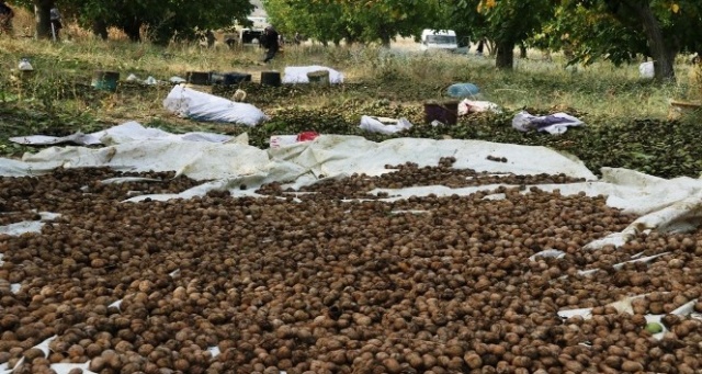 Bitlis çiftçisi bu yıl cevizden 150 milyon TL kazanacak