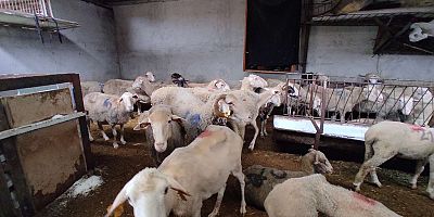 Bursa'nın iki ilçesinde  hayvan pazarları kapatıldı