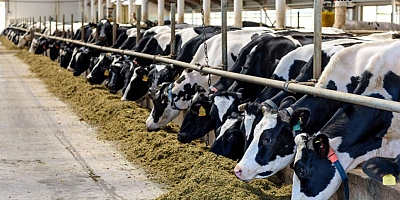 Büyükbaş hayvan sayısı yüzde 4,3 arttı