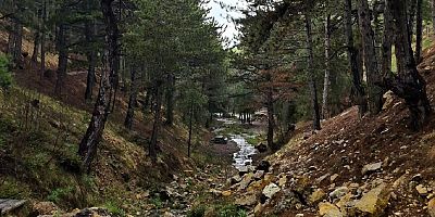 Çanakkale'de ormanlık alanlara girişler 30 Eylül'e kadar yasaklandı
