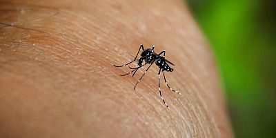 Chikungunya virüsü hızla yayılıyor: 16 Ülkede 240 binden fazla vaka