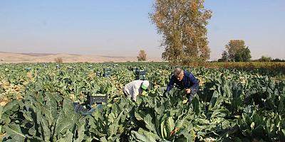 Çiftçiler: Ürün verimli ama fiyatlar yüzünden zarar ediyoruz