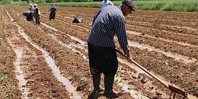 Çiftçilere 10 milyar 688 milyon liralık destek ödemesi yapılacak