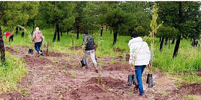 CS, TEMA Vakfı ve Orman Genel Müdürlüğü İş Birliğiyle Ağaç Dikme Etkinliği