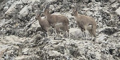 Dağ keçilerinin doğal yaşamı kameralara yansıdı