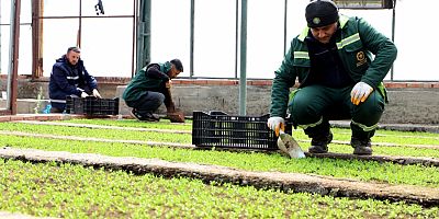 DBB 2 milyon Çin karanfili üretecek