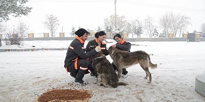 Diyarbakır Büyükşehir Belediyesi Sokak hayvanları için 50 noktaya mama bırakıldı