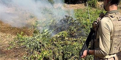 Diyarbakır’da 217 bin 608 kök kenevir ve skunk imha edildi