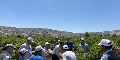 Diyarbakır’da Bağlar Yeniden Yeşeriyor: Modern Bağcılık Eğitimi İlçelere Taşınıyor