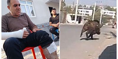 Diyarbakır’da Bahçede Korku Dolu Anlar: Yaban Domuzu Saldırdı, Bir Kişi Yaralandı