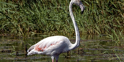 Diyarbakır'da Beklenmedik Konuk: Kabaklı Göleti'nde İlk Kez Flamingo Görüntülendi