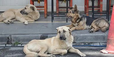 Diyarbakır’da belediyelere başıboş hayvanları toplama talimatı: Son tarih 31 Ekim
