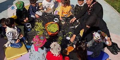 Diyarbakır’da çocuklar geleneksel yöntemlerle zeytin kırdı