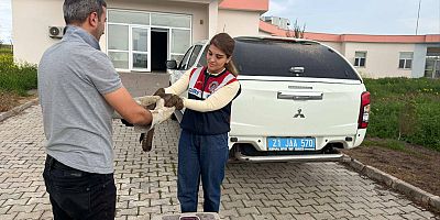 Diyarbakır’da Devriye Sırasında Yaralı Şahin Bulundu