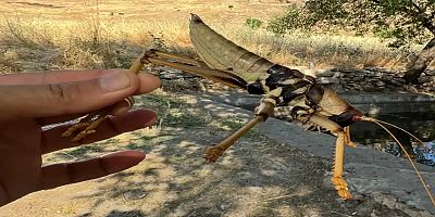 Diyarbakır'da görüntülenen etçil çekirge dikkat çekti