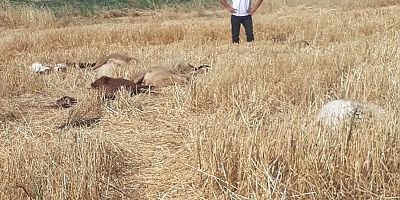 Diyarbakır'da iddiaya göre tarım ilacıyla kirlenen sudan içen 62 küçükbaş hayvan telef oldu