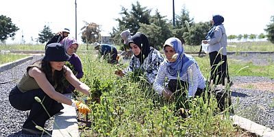 Diyarbakır’da Kadın Emeğiyle Şifa Bahçeleri Yeşerdi