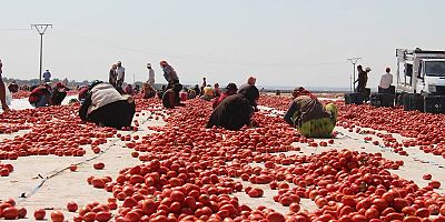 Diyarbakır’da Kavurucu Sıcak Altında Domates Mesaisi