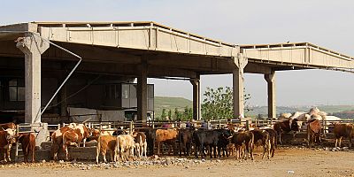 Diyarbakır'da kurban satış ve kesim yerleri belli oldu