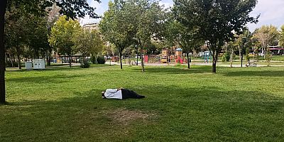Diyarbakır’da Parkta Tatlı Rehavet: Serinliği Fırsat Bilip Çimlerde Uyudu