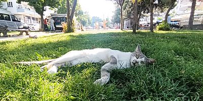 Diyarbakır’da Termometreler 40 Dereceyi Aşınca, Sokak Hayvanları Kendini Parklara Attı