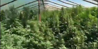 Diyarbakır’da Uyuşturucu Operasyonları: Binlerce Kök Kenevir ve 4 Kilo Esrar Ele Geçirildi