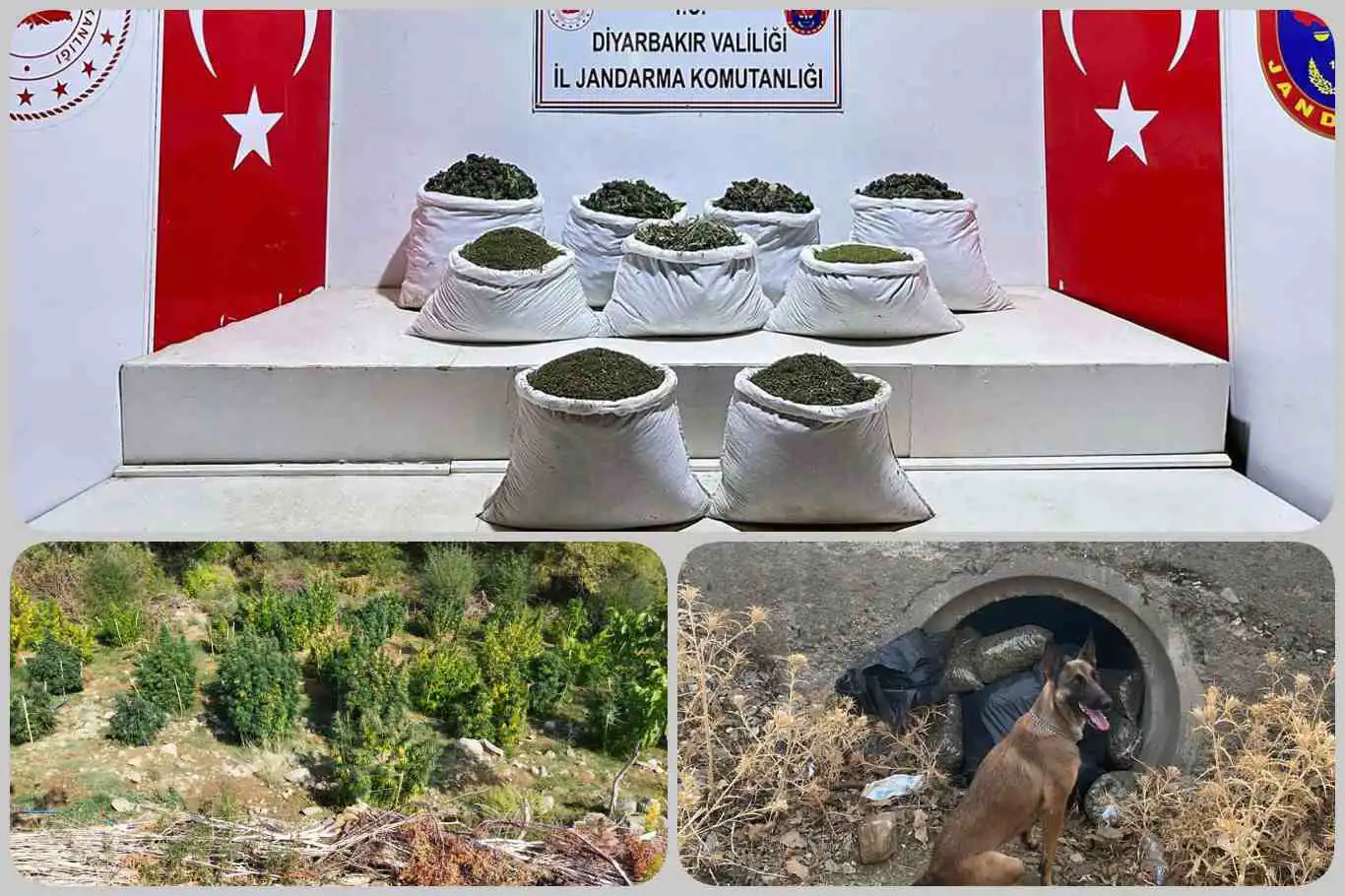 Diyarbakır'da uyuşturucu operasyonu: 121 kilo esrar, 350 bin kök bitkisi ele geçirildi