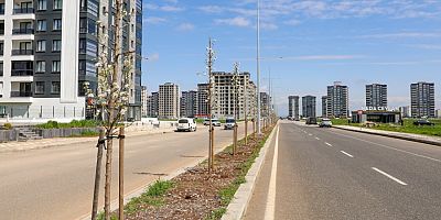 Diyarbakır’da yeşil dönüşüm: 5 bin ağaç dikildi