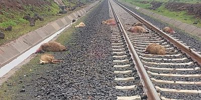 Diyarbakır'da yük treni sürüye daldı: 5 koyun telef oldu
