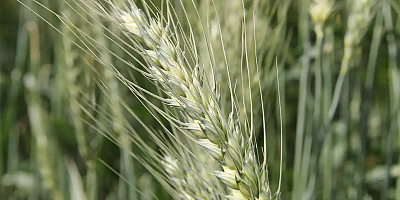 Diyarbakır’da Yüksek verimin beklendiği buğdayda gözler hasatta