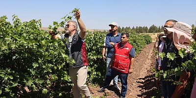 DİYARBAKIR'IN KADİM BAĞLARI YENİDEN YEŞERİYOR