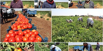 Domates üreticileri dertli: Üretiyoruz ama karşılığını alamıyoruz
