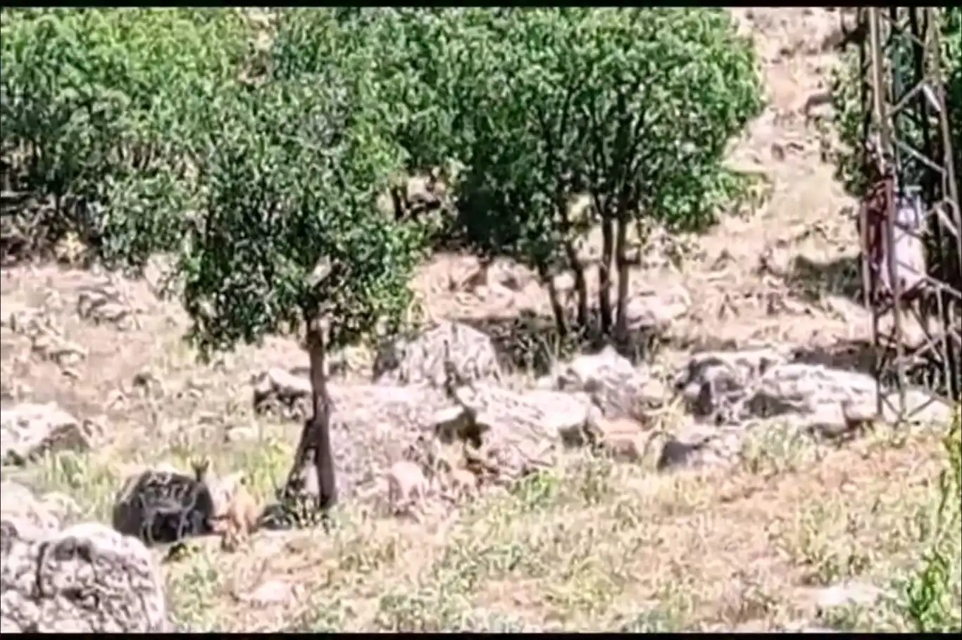 Elazığ'da dağ keçileri sürü şeklinde görüntülendi