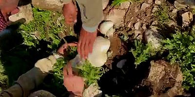 Eruh'ta dev mantarla karşılaşan vatandaşın şaşkınlığı gündem oldu