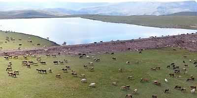 Erzurum’da gölet yapımıyla hayvancılığa destek sağlanıyor