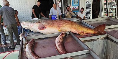 Fırat Nehri’nde 87 kiloluk balık yakalandı