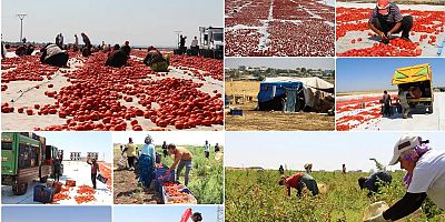 Güneşin altında bir ekmek mücadelesi