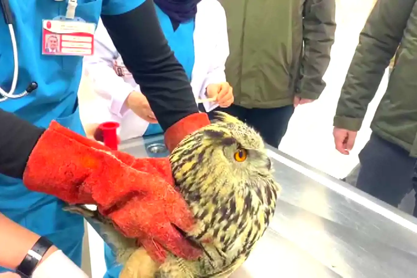 Halsiz halde bulunan puhu kuşu tedavisinin ardından doğaya salınacak