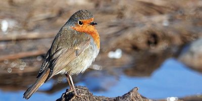 Hevsel'in kuşları karda canlandı