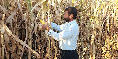 HÜDA PAR Muş İl Başkanlığından yetkililere çağrı: Silajlık mısırları tarlada kalan çiftçiye sahip çıkın