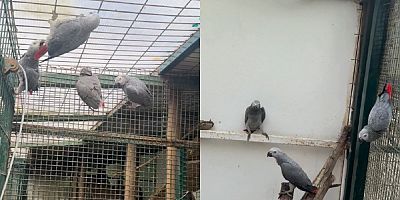 İstanbul Havalimanı’nda 20 Afrika Gri Papağanı ele geçirildi