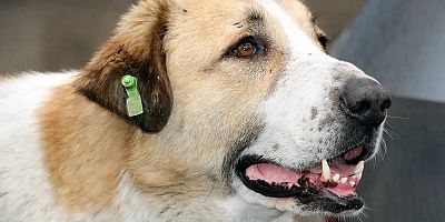 İstanbul Valiliği: 