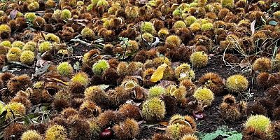 İzmir’de kestane hasadı: 240 ton ürün elde edildi