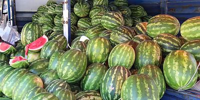 Kabak aşılı karpuzda verim arttı, lezzet düştü
