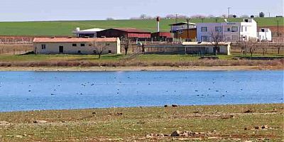 Kabaklı Göleti'nde nadir görülen kuş popülasyonu