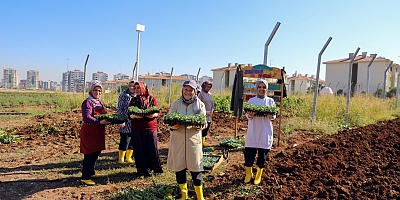 Kadın Komün Kent Bostanı’nda kışlık üretim başladı