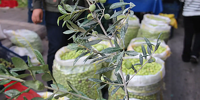 Kahvaltı sofralarının vazgeçilmezi yeşil zeytinde fiyatlar bir önceki günü aratıyor